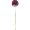 Allium ALLIUM