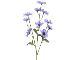 Bleuet FLOWER