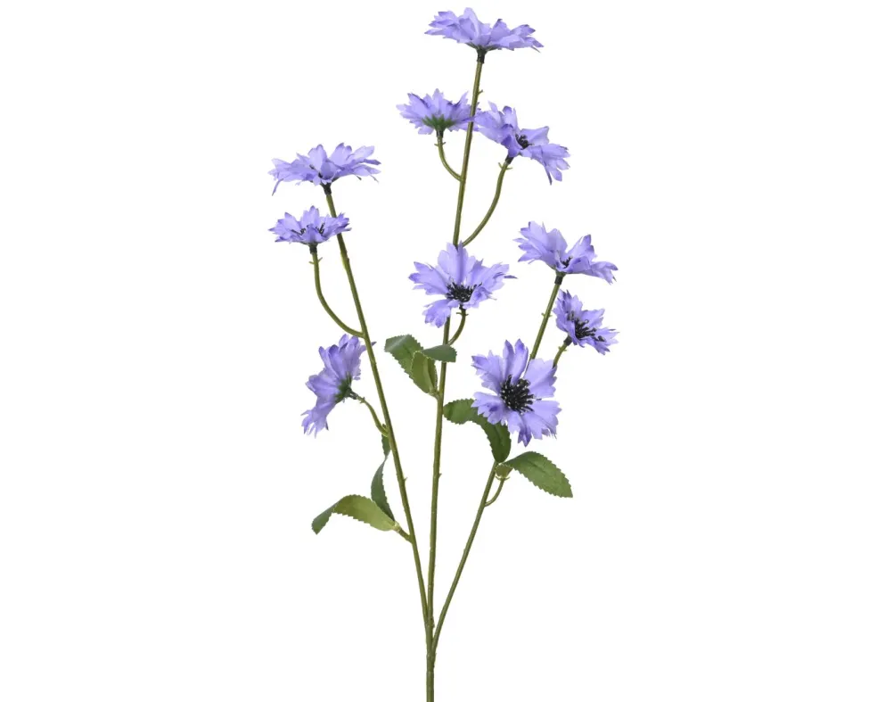 Bleuet FLOWER