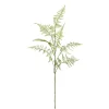 Branche d'asparagus FLOWERS