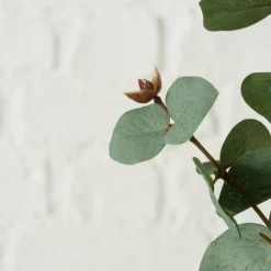 Branche d'eucalyptus FLOWERS