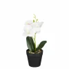 Orchidée blanche en pot 25cm ORCHIDEE