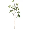Pittosporumzweig PITTOSPORUM